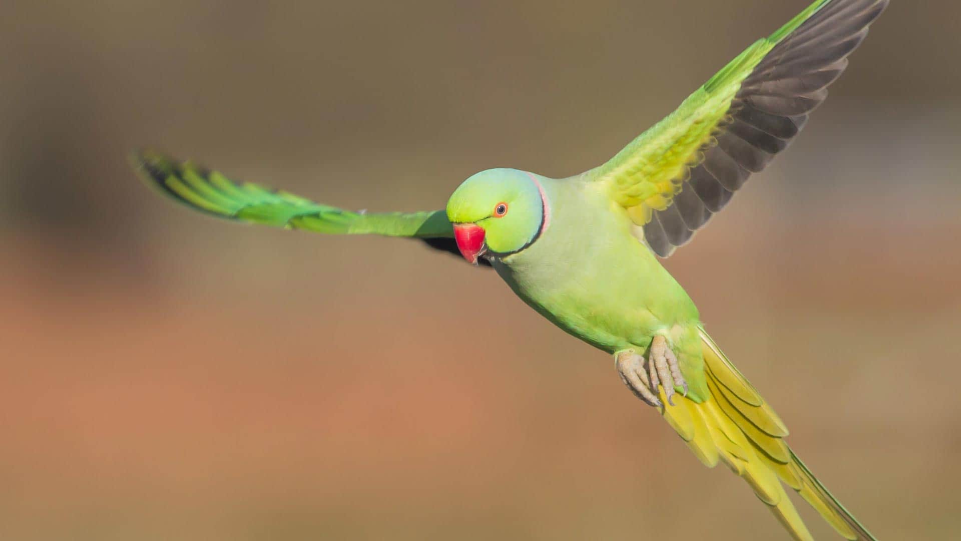 Parrocchetto dal collare Psittacula krameri copertina — Genova