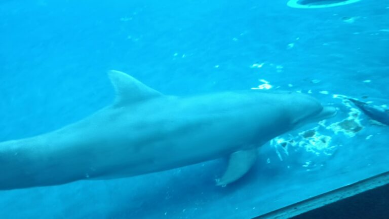 acquario